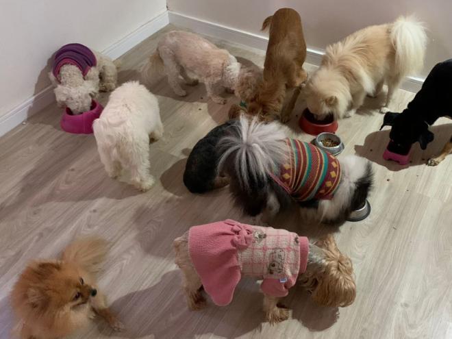 Esses são alguns dos cães da Thays se alimentando, é comida para uma ?tropa?