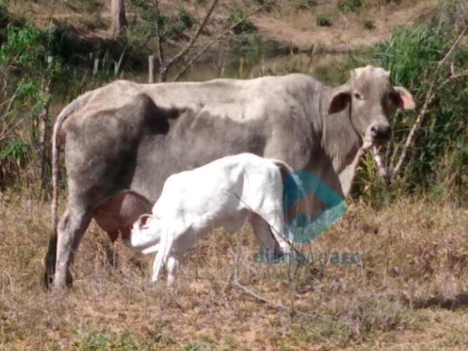Vaca e bezerro estão entre os animais furtados na última quarta-feira