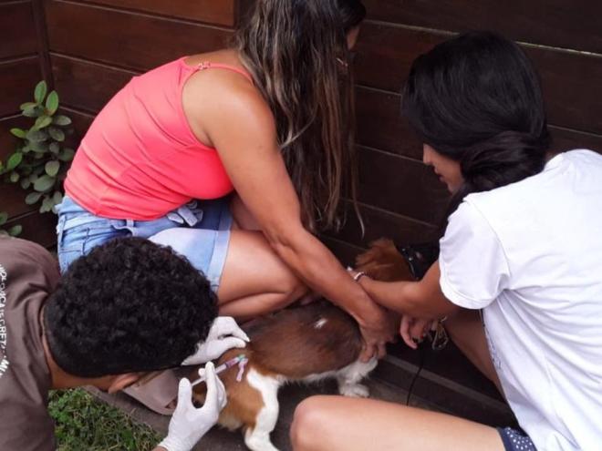 Estratégia será realizada de casa em casa; proprietários também poderão ir até ao Setor de Zoonoses