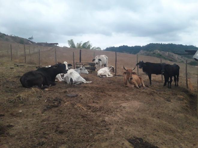 Os animais furtados apresentavam sinais de maus-tratos